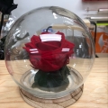 img Rose rouge sous cloche ronde