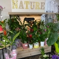 img Plantes et compositions florales � Cavignac