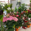 img Plantes et compositions florales � Cavignac