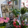 img Plantes et compositions florales � Cavignac