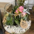 img Terrarium d�coratif plantes � Cavignac