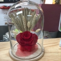 img Fleurs s�ch�es sous cloche