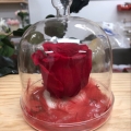 img Rose sous cloche
