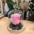 img Rose sous cloche vintage